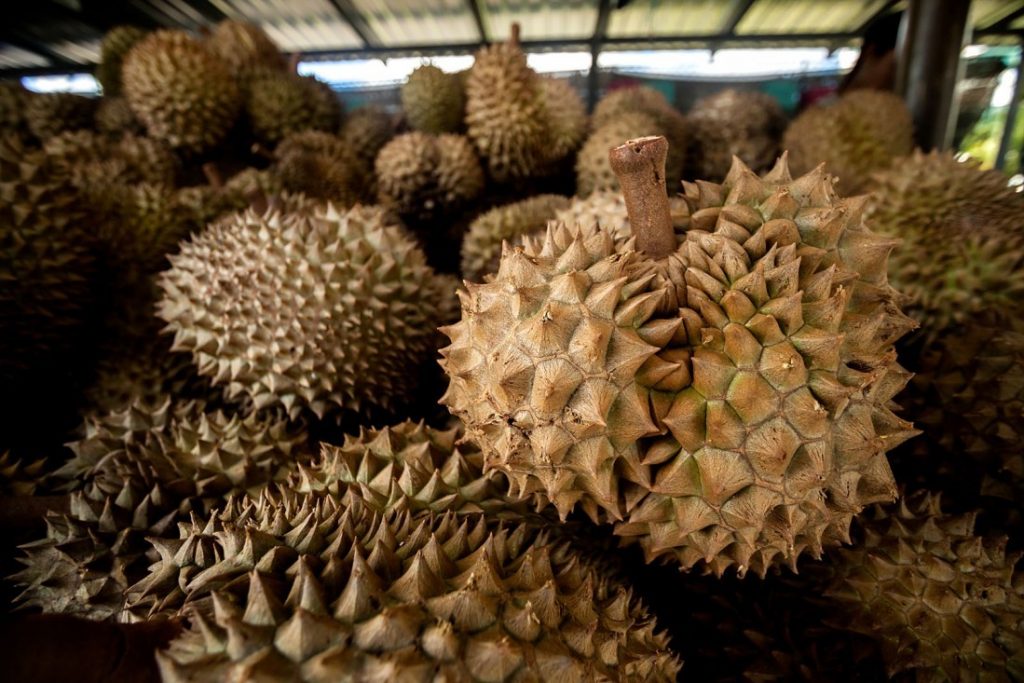 What are the King and Queen of Fruits? Thailand's Durian and Mangosteen.