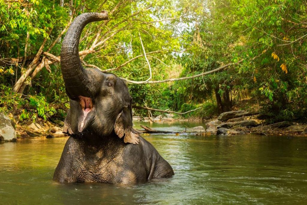 Go to Phuket Elephant Sanctuary