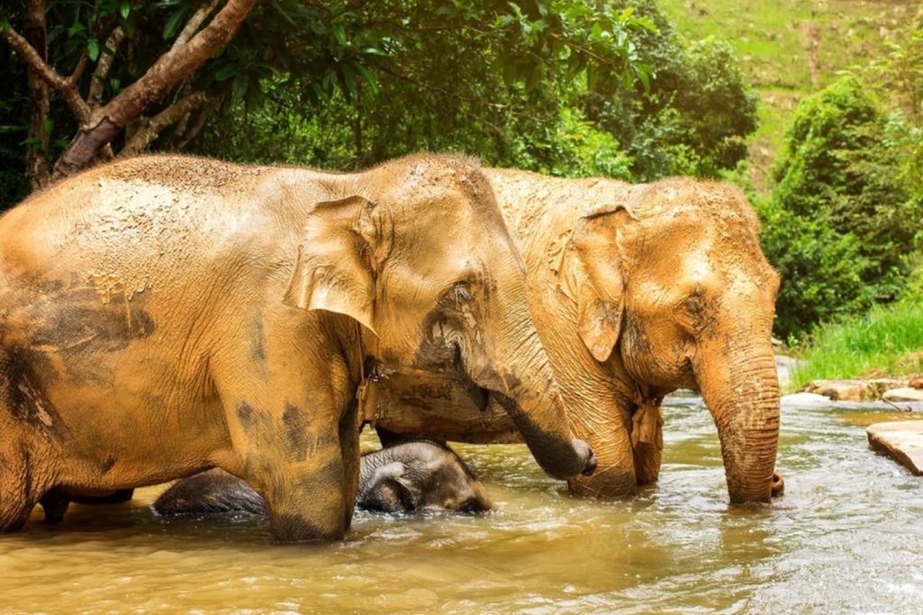 Best Elephant Sanctuaries in Phuket | Kata Rocks Resort Phuket
