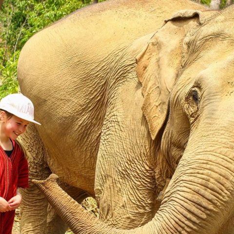Elephant Sanctuaries Kata Rocks Phuket