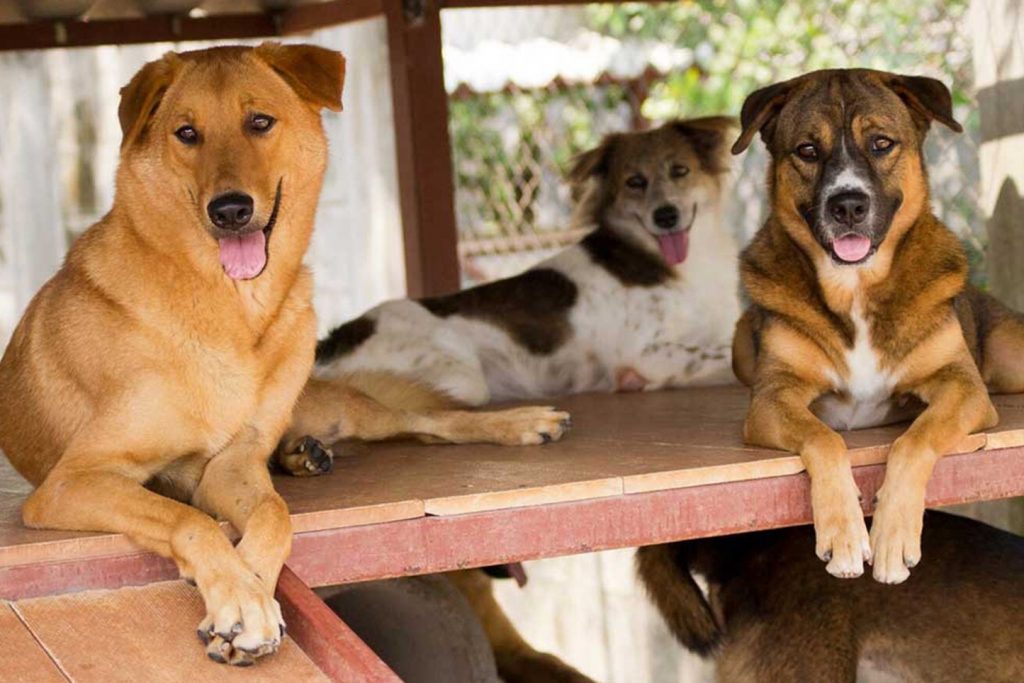 Best Ethical Rehabilitation Centres in Phuket - Soi Dog Foundation